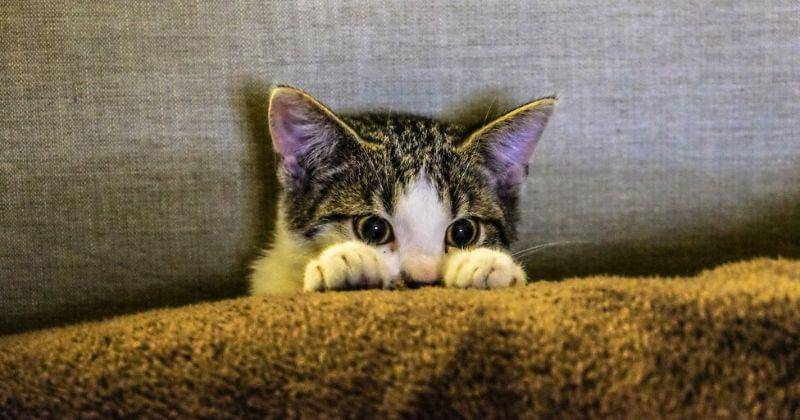 Pexels/Francesco Ungaro